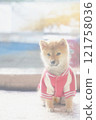 年輕的柴犬穿著衣服 121758036