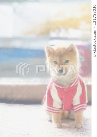 年輕的柴犬穿著衣服 年輕的柴犬穿著衣服 121758036