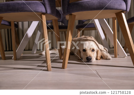 Golden Retriever resting under dining chairs, its head peacefully lying on the floor in a cozy indoor setting. 121758128