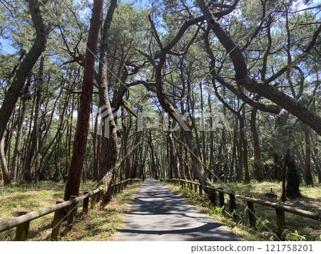 Road through the pine forest Road through the pine forest 121758201