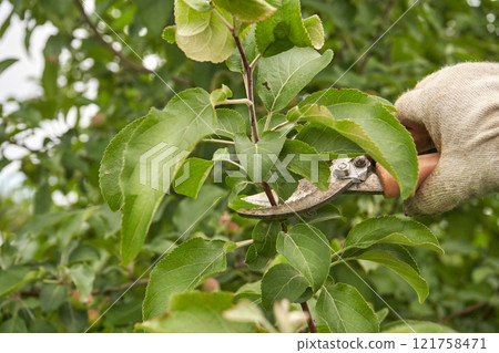 Gardener pruning green apple tree branches with pruning shears for healthy Gardener pruning green apple tree branches with pruning shears for healthy 121758471