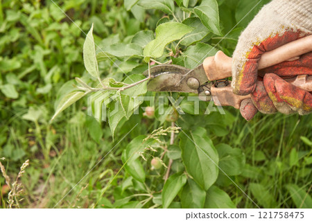 Gloved hand using pruning shears on green foliage in lush garden setting showing 121758475
