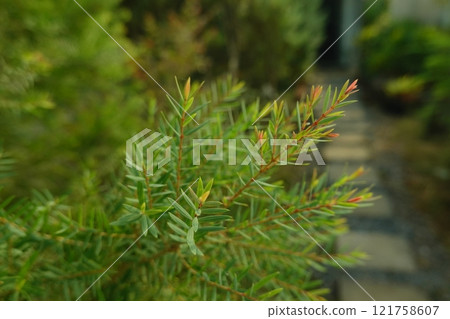 Melaleuca bracteata macro leaves small world Melaleuca bracteata macro leaves small world 121758607