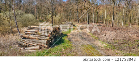 Chopped tree logs stacked in the forest with copyspace. Rustic landscape with stumps of firewood. Collecting dry timber and split hardwood material for the lumber industry. Deforestation in the woods Chopped tree logs stacked in the forest with copyspace. Rustic landscape with stumps of firewood. Collecting dry timber and split hardwood material for the lumber industry. Deforestation in the woods 121758848