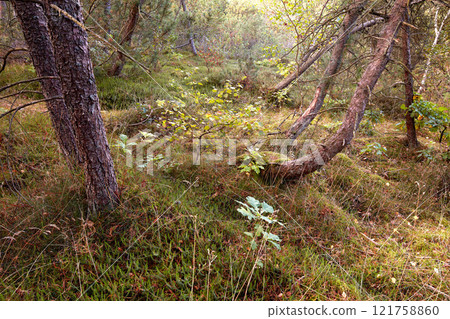 Damaged trees in a forest after an extreme weather storm on a winter day. A landscape of uprooted trees outdoors in nature with green grass. Wood in woodland after a hurricane or tornado Damaged trees in a forest after an extreme weather storm on a winter day. A landscape of uprooted trees outdoors in nature with green grass. Wood in woodland after a hurricane or tornado 121758860