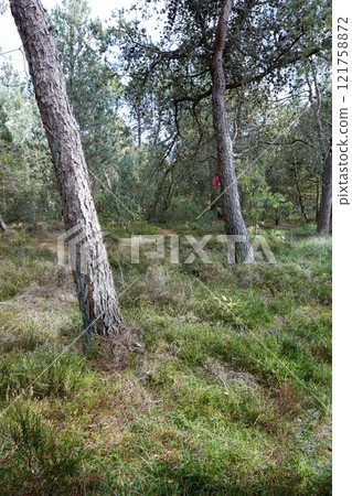 Pine trees in a wild forest in summer. Landscape of green vegetation with bushes and shrubs growing in nature or in a secluded uncultivated environment on a beautiful sunny day 121758872