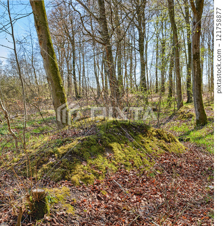 Beautiful landscape forest with big dry trees with moss and fallen leaves outdoors in nature. Scenic view of plants and grass growing in the environment in uncultivated land or woods in autumn 121758877