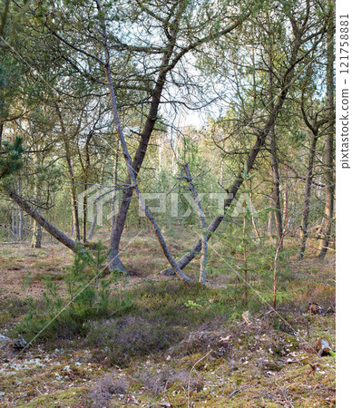 Tall trees leaning outdoors in a beautiful large forest on a summer day. Scenic landscape with green plants, leaves and grass growing during spring. Peaceful environment in the woodlands 121758881