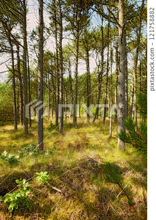 Beautiful lush green forest in springtime, tall pine trees growing with nature in harmony and copyspace. Tranquil, calm summer morning with a view of a zen, quiet jungle and soothing fresh air 121758882