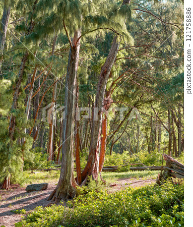 Sun shining on tall trees in a green jungle or rainforest in Hawaii, USA. Soothing nature with beautiful lush green branches and bushes, perfect scenic views with hidden beauty, peace and harmony Sun shining on tall trees in a green jungle or rainforest in Hawaii, USA. Soothing nature with beautiful lush green branches and bushes, perfect scenic views with hidden beauty, peace and harmony 121758886