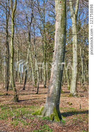 Leafless trees in a forest with a bit of regrowth developing in early spring. Landscape of lots of tree trunks covered in moss and branches in a wild undisturbed nature environment Leafless trees in a forest with a bit of regrowth developing in early spring. Landscape of lots of tree trunks covered in moss and branches in a wild undisturbed nature environment 121758898