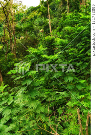 Closeup view of a rainforest with lush greenery in Hawaii with copyspace. Exploring wildlife in remote tropical jungle for vacation and holiday. Green trees and bushes in mother nature during summer Closeup view of a rainforest with lush greenery in Hawaii with copyspace. Exploring wildlife in remote tropical jungle for vacation and holiday. Green trees and bushes in mother nature during summer 121758899