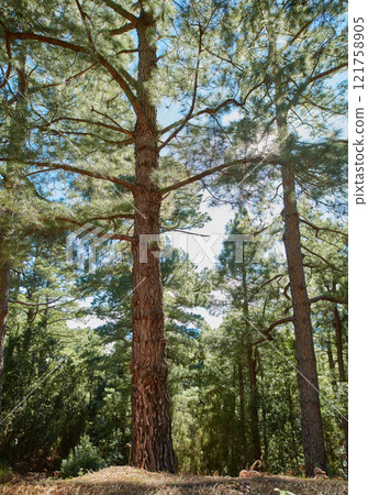Beautiful pine forests in the mountains of La Palma, Canary Islands, Spain. Scenic landscape with tall trees with lush green leaves in a secluded environment. Peaceful view of the outdoors and nature 121758905