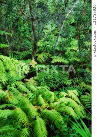 Variety of vibrant trees and plants growing in undisturbed nature in Hawaii, USA. Beautiful broad leaf patterns in a soothing, calming forest. Leafy canopy in quiet harmony in a peaceful park 121758920