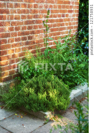My garden. Old brown brick wall texture with green plants planted below. Copy space background. Different varieties of plants with small purple flowers in a backyard. Creepers in a green garden. 121758931