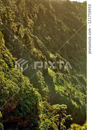Beautiful scenic view of lush green forest in the mountains of La Palma, Canary islands in Spain. Tall Pine trees growing in a silent forest of zen. Nature at harmony with silent, soothing ambience Beautiful scenic view of lush green forest in the mountains of La Palma, Canary islands in Spain. Tall Pine trees growing in a silent forest of zen. Nature at harmony with silent, soothing ambience 121758958