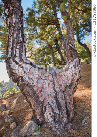 A big tree trunk in the mountains in summer. Low angle of an old tree bark and rocks in a wild mysterious enviroment. Beautiful nature landscape of a unique tree in La Palma, Canary Islands, Spain A big tree trunk in the mountains in summer. Low angle of an old tree bark and rocks in a wild mysterious enviroment. Beautiful nature landscape of a unique tree in La Palma, Canary Islands, Spain 121758960