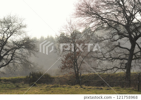 Autumn leafless trees in a forest on a misty morning with copy space. Nature landscape of many tree branches in remote nature location. Wild woods with grass and fall leaves in early winter copyspace Autumn leafless trees in a forest on a misty morning with copy space. Nature landscape of many tree branches in remote nature location. Wild woods with grass and fall leaves in early winter copyspace 121758968