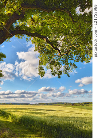 Green tree in a clearing on a blue cloudy sky. Shade from the leaves and branches of a big tree in an open nature park on a beautiful sunny day. Scenic location for a picnic or outdoor relaxation Green tree in a clearing on a blue cloudy sky. Shade from the leaves and branches of a big tree in an open nature park on a beautiful sunny day. Scenic location for a picnic or outdoor relaxation 121758969