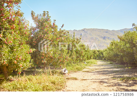 Fresh red apples growing on trees for harvest on a field of a sustainable orchard or farm on a sunny day outdoors. Ripe and organic fruit cultivated in a natural rural landscape in the countryside Fresh red apples growing on trees for harvest on a field of a sustainable orchard or farm on a sunny day outdoors. Ripe and organic fruit cultivated in a natural rural landscape in the countryside 121758986