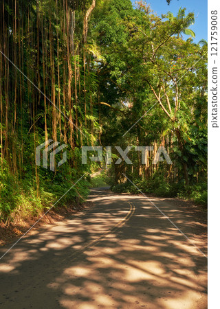 Banyan trees of Oahu on a sunny day with overgrown wilderness, vines and bushes in a rain forest in Hawaii. Native wild fig trees in a mysterious landscape. Hidden wonder on hiking trails on vacation Banyan trees of Oahu on a sunny day with overgrown wilderness, vines and bushes in a rain forest in Hawaii. Native wild fig trees in a mysterious landscape. Hidden wonder on hiking trails on vacation 121759008