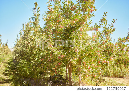 Fresh red apples growing in season on trees for harvest on a field of a sustainable orchard or farm outside on sunny day. Juicy nutritious and organic fruit to eat growing in a scenic green landscape Fresh red apples growing in season on trees for harvest on a field of a sustainable orchard or farm outside on sunny day. Juicy nutritious and organic fruit to eat growing in a scenic green landscape 121759017