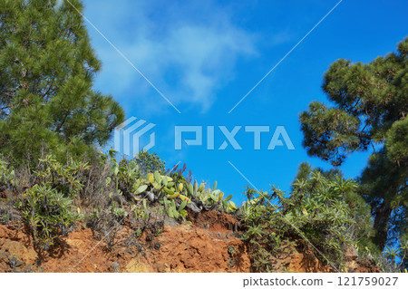 Lush green forest in the morning, tall pine trees growing with nature in harmony and copyspace. Tranquil with a view of a zen, quiet jungle, soothing nature with fresh air in Canary Islands, Spain 121759027