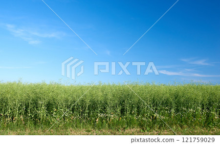 Copyspace and landscape of green cornfield on an agricultural farm outdoors on a summer day. Lush plants or grasslands blossoming with a clear blue sky. Healthy pasture or meadow during spring Copyspace and landscape of green cornfield on an agricultural farm outdoors on a summer day. Lush plants or grasslands blossoming with a clear blue sky. Healthy pasture or meadow during spring 121759029