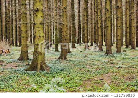 Beautiful lush green forest in Denmark with tall pine trees growing in harmony in nature with copy space. Tranquil summer morning and a landscape view of a quiet zen jungle with soothing fresh air Beautiful lush green forest in Denmark with tall pine trees growing in harmony in nature with copy space. Tranquil summer morning and a landscape view of a quiet zen jungle with soothing fresh air 121759030