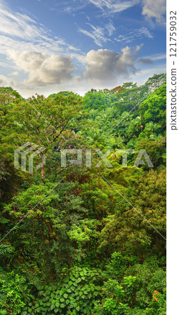 Copyspace and landscape view of rainforest and cloudy blue sky in Hawaii. Exploring wildlife in remote tropical jungle for vacation and holiday. Lush trees and bushes in mother nature during summer 121759032