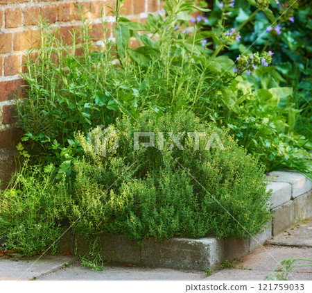 Overgrown wild herb garden growing on a cement curb or sidewalk next t a red brick wall. Various plants in a lush flowerbed. Green shrubs growing in a backyard. Vibrant nature scene of small nursery Overgrown wild herb garden growing on a cement curb or sidewalk next t a red brick wall. Various plants in a lush flowerbed. Green shrubs growing in a backyard. Vibrant nature scene of small nursery 121759033