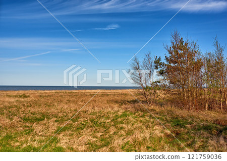 Autumnal lush dry forest in the ecosystem, tall pine trees growing with nature in harmony, and copy space. Tranquil morning sun with a view of a zen, quiet jungle. Soothing nature with fresh air Autumnal lush dry forest in the ecosystem, tall pine trees growing with nature in harmony, and copy space. Tranquil morning sun with a view of a zen, quiet jungle. Soothing nature with fresh air 121759036