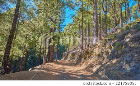 Landscape view of fir, cedar or pine trees growing on a scenic hiking trail in the mountains of La Palma, Canary Islands, Spain. Green environmental nature conservation in a remote coniferous forest 121759053