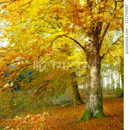 An Autumn forest in bright sunlight. Tall trees with golden brown orange and yellow leaves in a park or bushy woodland with. Landscape of a serene and peaceful countryside scene during the day 121759067