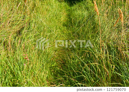 Overgrown walking path in a grass field outside in the sunshine. Empty rural environment of quiet nature scene of wild reeds in a lush green meadow for a copy space background. 121759070