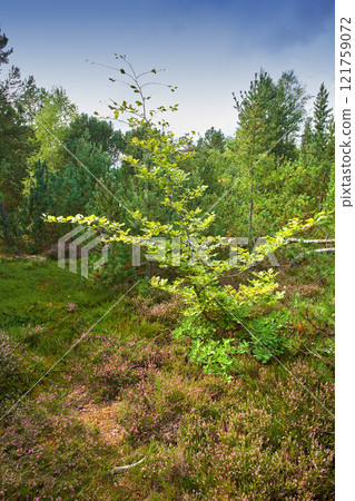 Trees in a wild forest in summer. A wilderness landscape of various green vegetation with bushes and shrubs growing in nature or in a secluded uncultivated environment on a beautiful sunny day Trees in a wild forest in summer. A wilderness landscape of various green vegetation with bushes and shrubs growing in nature or in a secluded uncultivated environment on a beautiful sunny day 121759072