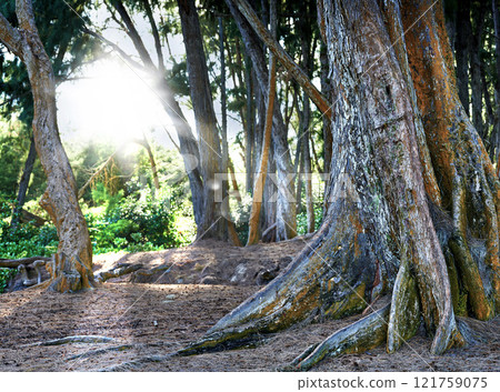 Bright sun shining through a tropical rainforest in Hawaii, peaceful green nature in a lush forest of quiet beauty. Lensflare and tall native trees in a jungle, remote wild zen bushes and harmony 121759075