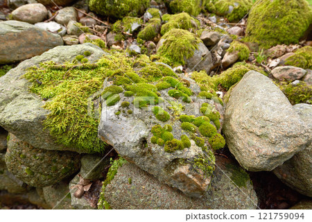 Closeup of moss growing on rough rocky terrain in a forest. A quiet calm environment with green plants covering boulders and stones in a secluded and uncultivated landscape during a spring morning Closeup of moss growing on rough rocky terrain in a forest. A quiet calm environment with green plants covering boulders and stones in a secluded and uncultivated landscape during a spring morning 121759094