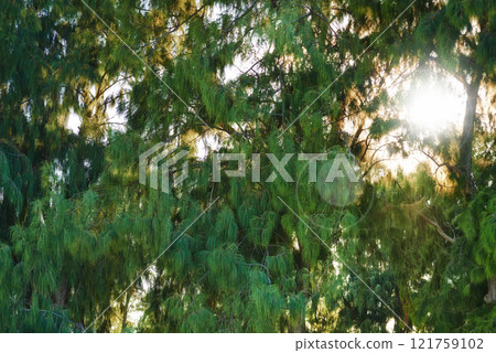 Bright sun shining through dense tree leaves in a green forest. Beauty in nature with calming leafy patterns in rainforest or jungle. Morning outdoors with soothing ambience, quiet nature in harmony Bright sun shining through dense tree leaves in a green forest. Beauty in nature with calming leafy patterns in rainforest or jungle. Morning outdoors with soothing ambience, quiet nature in harmony 121759102