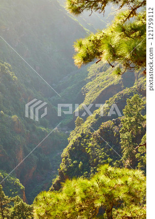 Landscape of branches on Scots pine tree in the mountains of La Palma, Canary Islands, Spain. Forestry with view of hills covered in green vegetation and shrubs in summer. Lush foliage on mountaintop 121759112