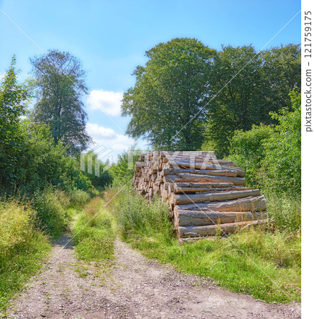 Rustic landscape with deforestation and felling in the woods. Chopped tree logs piled in a forest. Collecting dry stumps of timber and split hardwood material for firewood and the lumber industry. Rustic landscape with deforestation and felling in the woods. Chopped tree logs piled in a forest. Collecting dry stumps of timber and split hardwood material for firewood and the lumber industry. 121759175