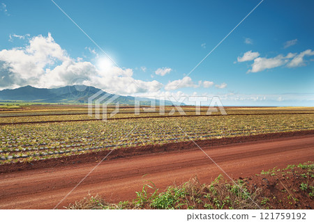 Landscape view of growing pineapple plantation field with blue sky, clouds and copy space in Oahu, Hawaii, USA. Dirt road leading through agriculture farms. Farming fresh and nutritious vitamin fruit 121759192