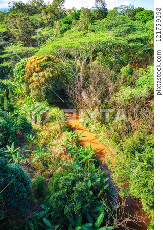 A river with trees in a rainforest on a sunny day. Wild nature landscape of forestry with a muddy water flow and green foliage in summer. Aerial view of a jungle or forest with lots of vegetation A river with trees in a rainforest on a sunny day. Wild nature landscape of forestry with a muddy water flow and green foliage in summer. Aerial view of a jungle or forest with lots of vegetation 121759198