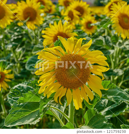 Closeup of a sunflower growing in a garden amongst greenery in nature during summer. Yellow flowering plants beginning to bloom on a green field in spring. Bright flora blossoming in a meadow Closeup of a sunflower growing in a garden amongst greenery in nature during summer. Yellow flowering plants beginning to bloom on a green field in spring. Bright flora blossoming in a meadow 121759230