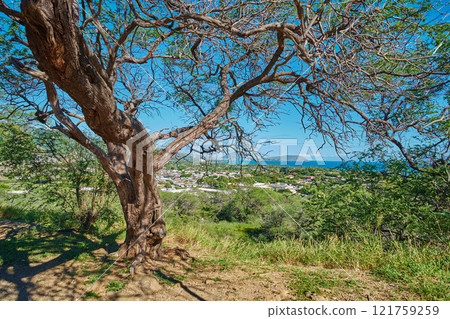Green tree growing on a lookout point with views of Koko Head, Hawaii on a sunny day. Outdoor nature with breathtaking scenic views overlooking an island, peaceful harmony of a tropical rainforest Green tree growing on a lookout point with views of Koko Head, Hawaii on a sunny day. Outdoor nature with breathtaking scenic views overlooking an island, peaceful harmony of a tropical rainforest 121759259