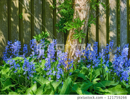 Landscape view of common bluebell flowers growing and flowering on green stems in private backyard or secluded home garden. Textured detail of blooming blue kent bells or campanula plants blossoming 121759266