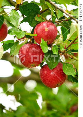 Closeup of red apples growing on a tree branch in summer with copyspace. Fruit hanging from an orchard farm branch with bokeh and copy space. Sustainable organic agriculture in the countryside 121759274