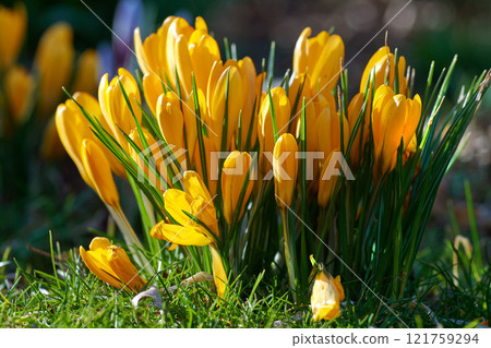 Yellow crocus flavus flowers growing in a garden or forest outside in the sun. Closeup of a beautiful bunch of flowering plants with vibrant petals and closed buds blossoming in nature during spring Yellow crocus flavus flowers growing in a garden or forest outside in the sun. Closeup of a beautiful bunch of flowering plants with vibrant petals and closed buds blossoming in nature during spring 121759294