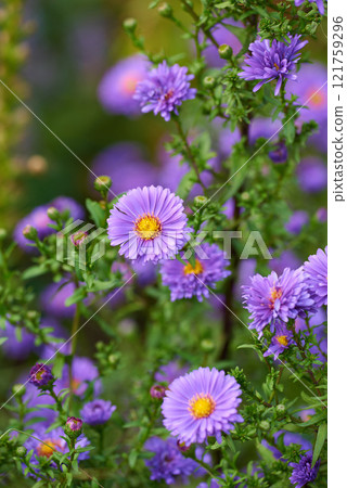Purple aster flowers growing in a garden amongst greenery in nature during summer. Violet flowering plants beginning to bloom on a meadow in spring. Bright flora blossoming on the countryside 121759296