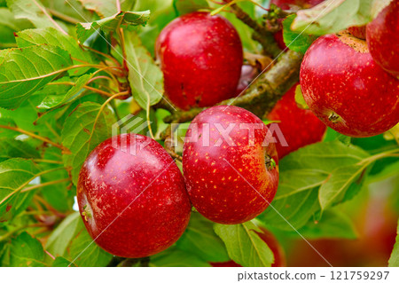 Closeup of many red apples growing on apple tree branch in summer with copyspace. Fruit hanging from an orchard farm tree with bokeh and copy space. Sustainable organic agriculture in the countryside Closeup of many red apples growing on apple tree branch in summer with copyspace. Fruit hanging from an orchard farm tree with bokeh and copy space. Sustainable organic agriculture in the countryside 121759297